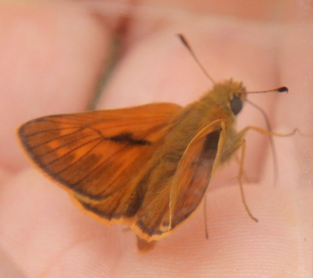 Thymelicus lineola?
